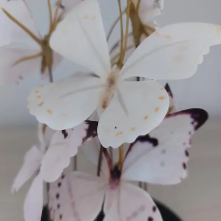 Nefeli Seaside Apartmán *